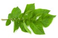 Potato green leaf