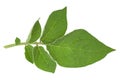 Potato green leaf