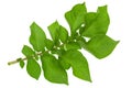 Potato green leaf