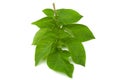 Potato green leaf