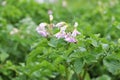 Potato grows blooms close-up