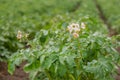 The potato grows and blooms in the garden in the open ground