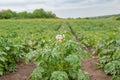 The potato grows and blooms in the garden in the open ground