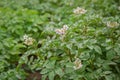 The potato grows and blooms in the garden in the open ground