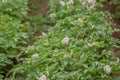 The potato grows and blooms in the garden in the open ground