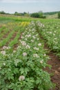 The potato grows and blooms in the garden in the open ground