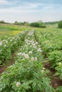 The potato grows and blooms in the garden in the open ground