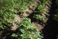 The potato grows in the garden bed.