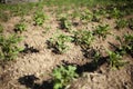 The potato grows in the garden bed.