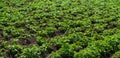 Potato grows in the garden. Selective focus.