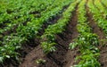 Potato grows in the garden. Selective focus.