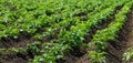 Potato grows in the garden. Selective focus.