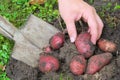 Potato harvest Royalty Free Stock Photo