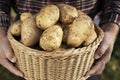 Potato Harvest Royalty Free Stock Photo