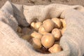 Potato harvest