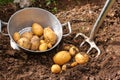 Potato harvest with bar spade Royalty Free Stock Photo