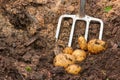 Potato harvest with bar spade Royalty Free Stock Photo