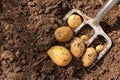 Potato harvest with bar spade Royalty Free Stock Photo