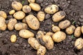 Potato harvest on the bed close up. Growing potatoes_