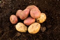 Potato harvest on the ground, in garden Royalty Free Stock Photo
