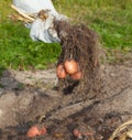 Potato harvest Royalty Free Stock Photo