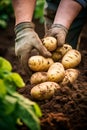 Potato harvest in the hands of a farmer. Generative AI, Royalty Free Stock Photo