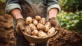 Potato harvest in the hands of a farmer. Generative AI, Royalty Free Stock Photo