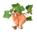 Potato harvest Ipomoea batatas, dug out of the ground on an isolated