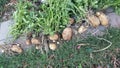 Potato harvest late summer