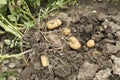 Potato harvest Royalty Free Stock Photo