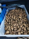 Potato harvest, mandel in a car Royalty Free Stock Photo