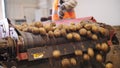 potato harvesting. sorting potatoes. close-up. Skilled workers, in gloves, sort and cull freshly picked potatoes, on