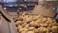 potato harvesting. sorting potatoes. close-up. Skilled workers, in gloves, sort and cull freshly picked potatoes, on