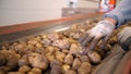 potato harvesting. sorting potatoes. close-up. Skilled workers, in gloves, sort and cull freshly picked potatoes, on