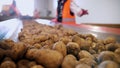 potato harvesting. sorting potatoes. close-up. Skilled workers, in gloves, sort and cull freshly picked potatoes, on