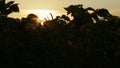 Potato Haulm Tops on sunset background