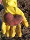 Potato heart