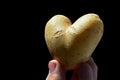 Potato heart or tuber of potato Solanum Tuberosum shaped like heart in fingers of left hand of adult male man, black background