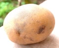 Potato of India