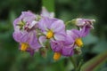 The Potato inflorescence macro photo. Green background. Purple petals. Royalty Free Stock Photo