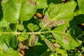 Potato late blight Royalty Free Stock Photo