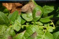 Potato late blight Royalty Free Stock Photo