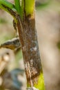 Potato late blight Royalty Free Stock Photo