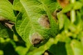 Potato late blight Royalty Free Stock Photo