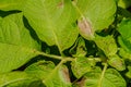 Potato late blight Royalty Free Stock Photo