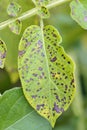 Potato leaf blight fungal disease