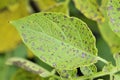 Potato leaf blight fungal disease