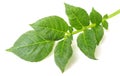 Potato leaf