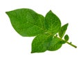 Potato leaf Royalty Free Stock Photo