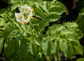 Potato leaves and flowers